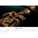 BlueMarlin Kalender 2026