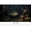 BlueMarlin Kalender 2026